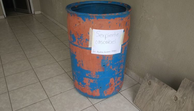 Vibora cascabel.jpeg 2