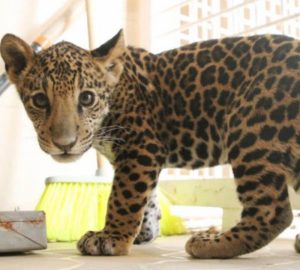 jaguar