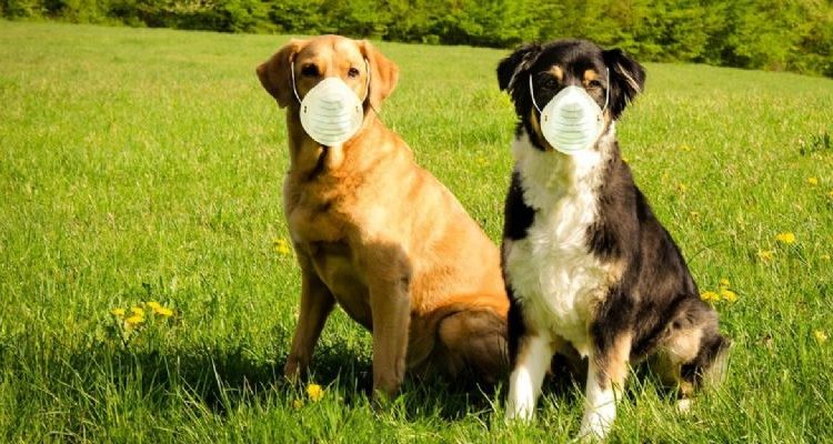 Perros, Covid-19 , pandemia