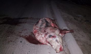 cerdo, atropellado, vía rápida