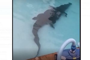  Reptil, cocodrilo, piscina 