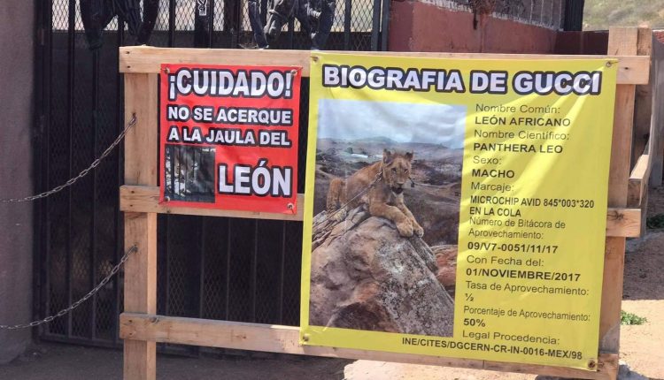 León enjaulado, maltrato animal , cautiverio