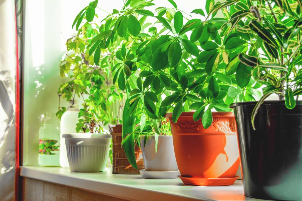 Razones por las que deberías tener plantas en tu hogar