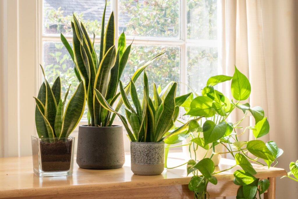 Razones por las que deberías tener plantas en tu hogar