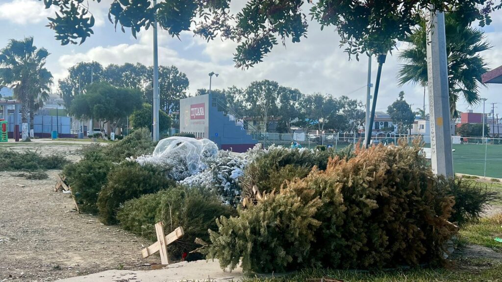 Pino navideño, cuida el medioambiente, Mónica Vega Aguirre